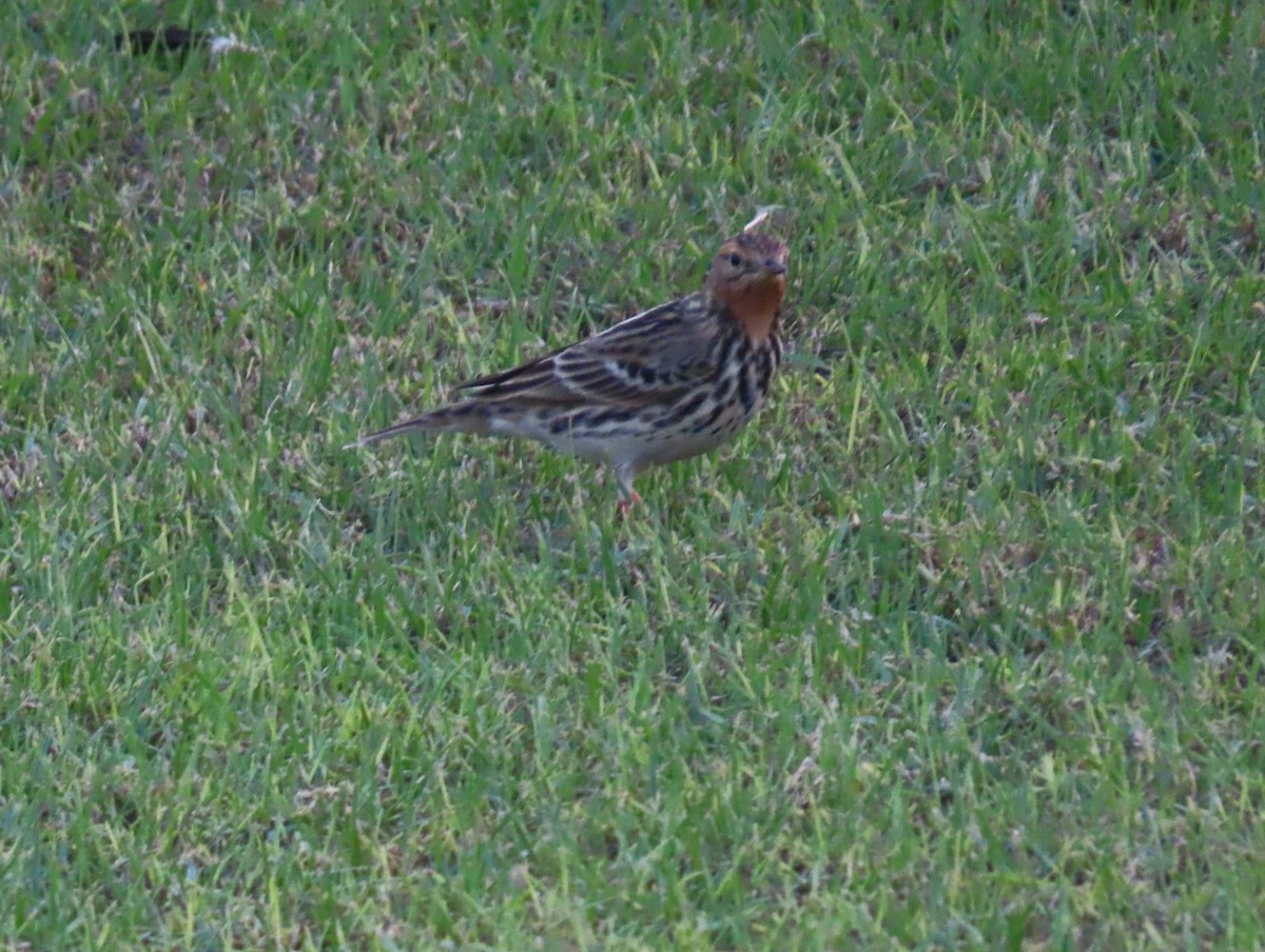Red-throated Pipit - ML567628741