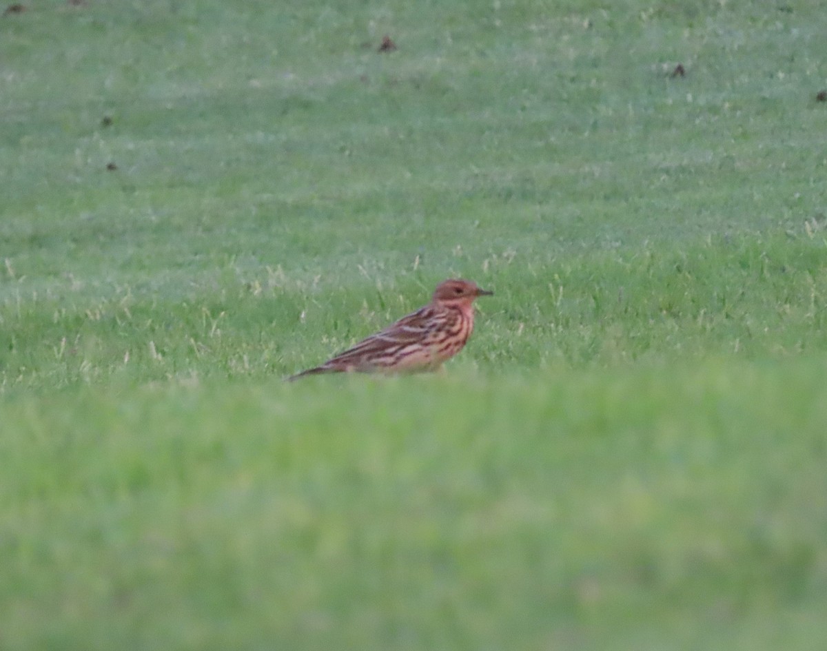Red-throated Pipit - ML567628911