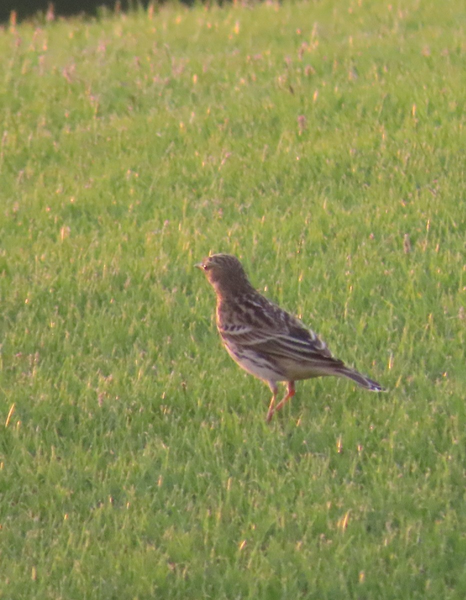 Red-throated Pipit - ML567629781