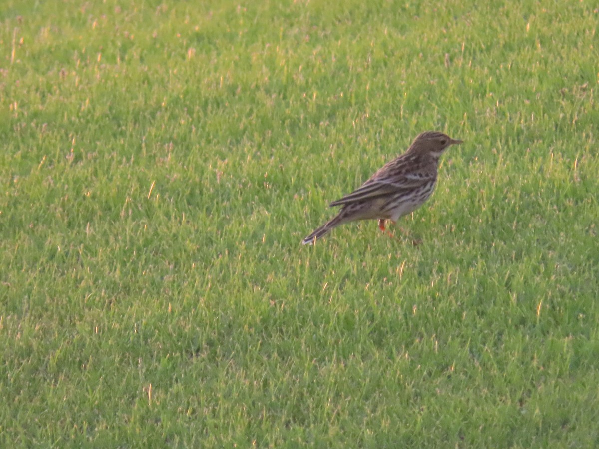 Red-throated Pipit - Ute Langner