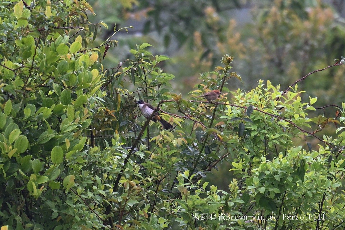 Brown-winged Parrotbill - Qiang Zeng