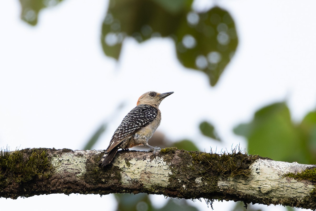 Red-crowned Woodpecker - ML567636141