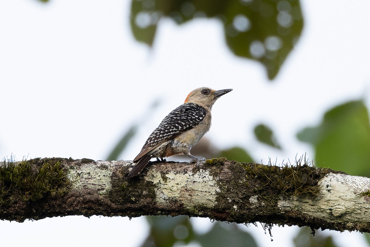 Red-crowned Woodpecker - ML567636151