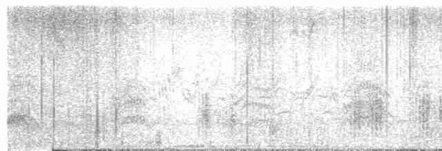 Great Reed Warbler - ML567636311
