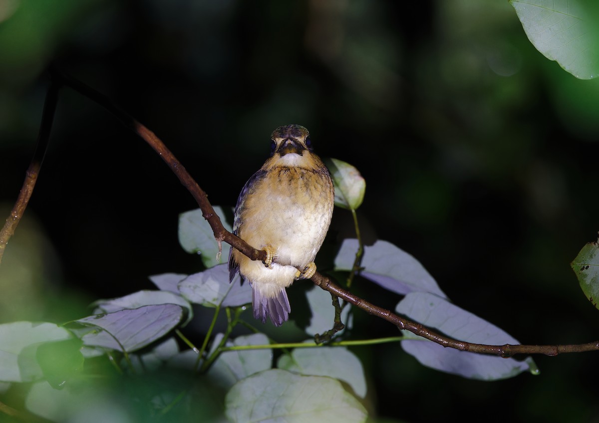 Buff-breasted Paradise-Kingfisher - ML567643701