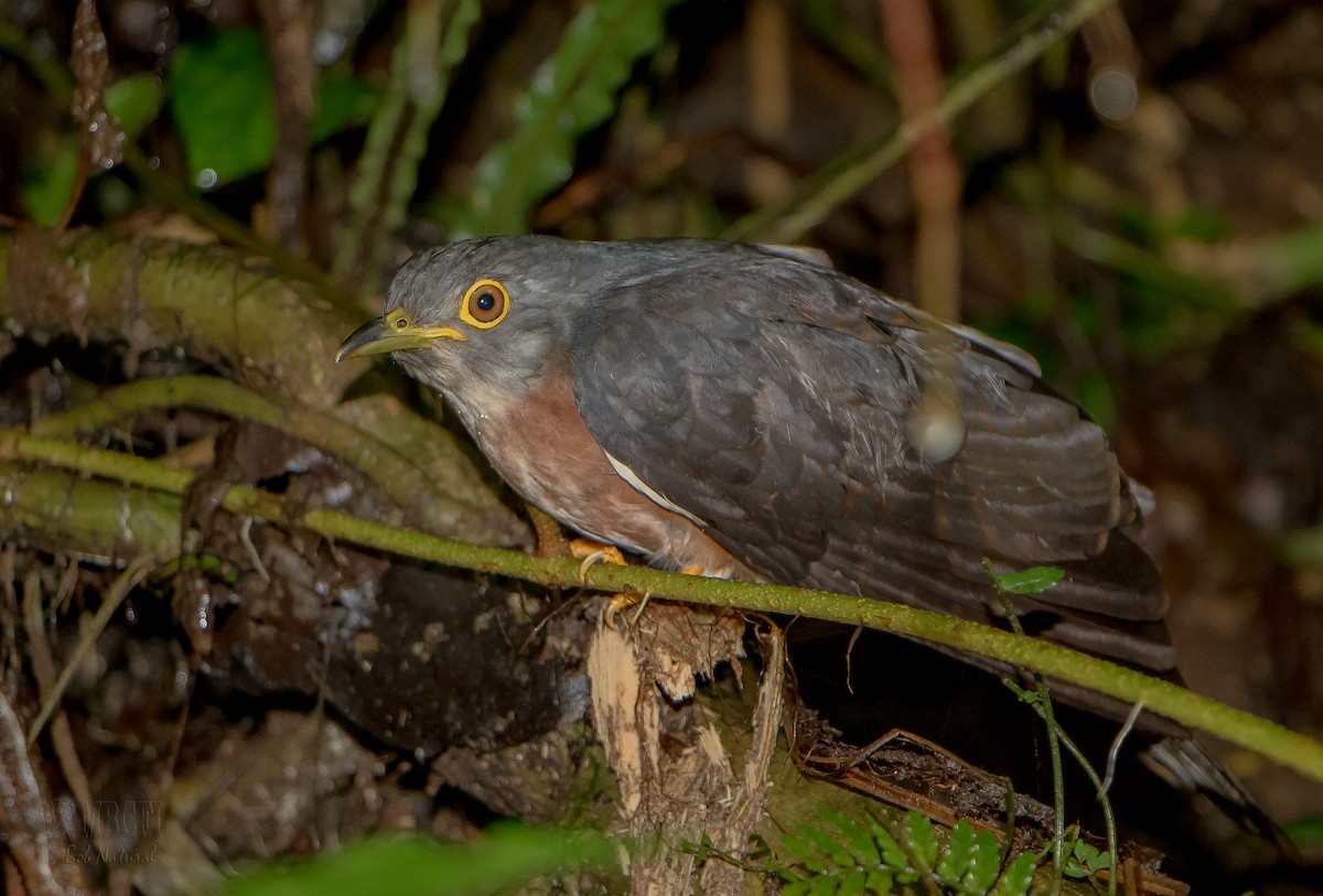 Philippine Hawk-Cuckoo - ML567646091