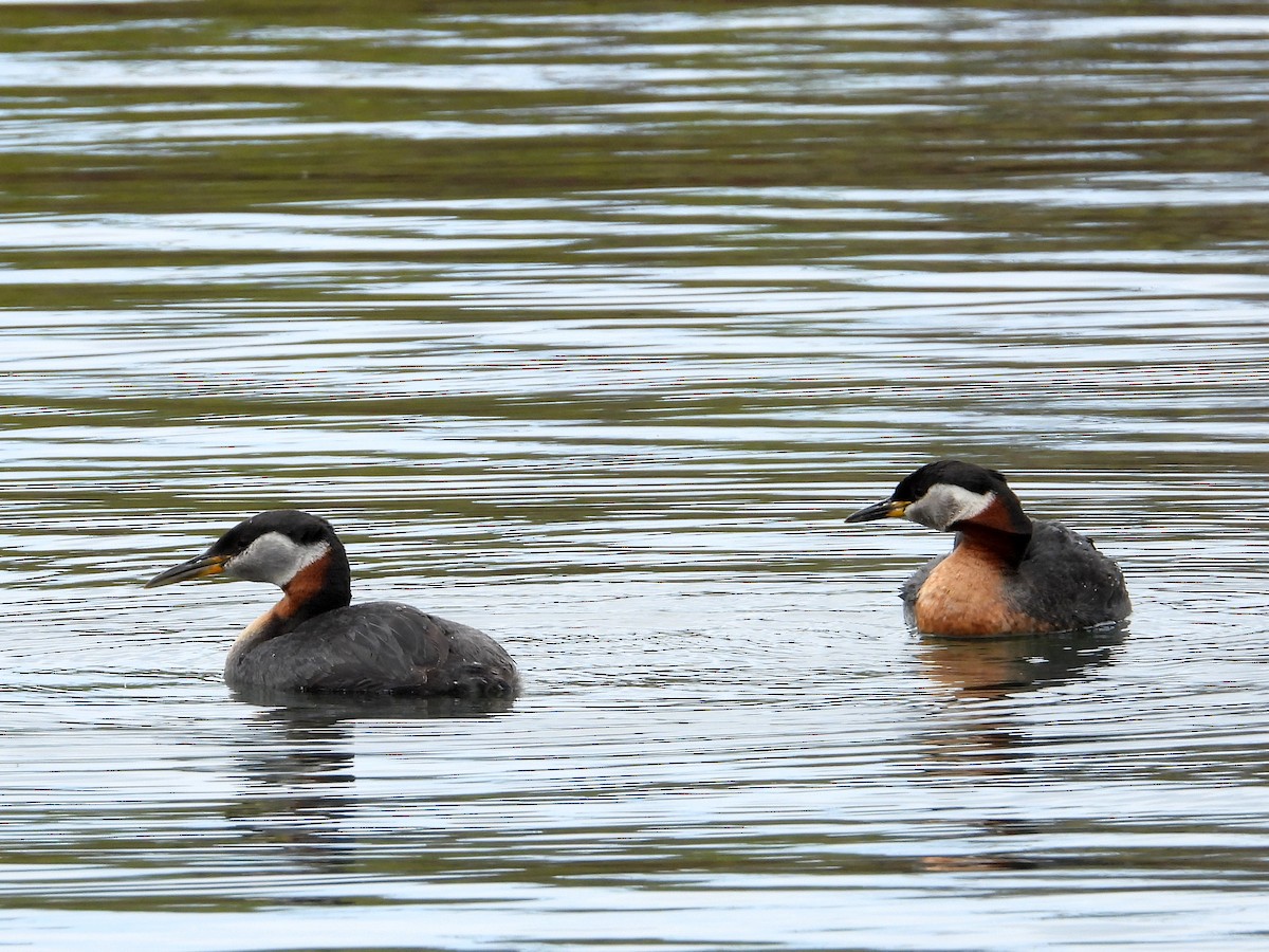 Red-necked Grebe - ML567647071