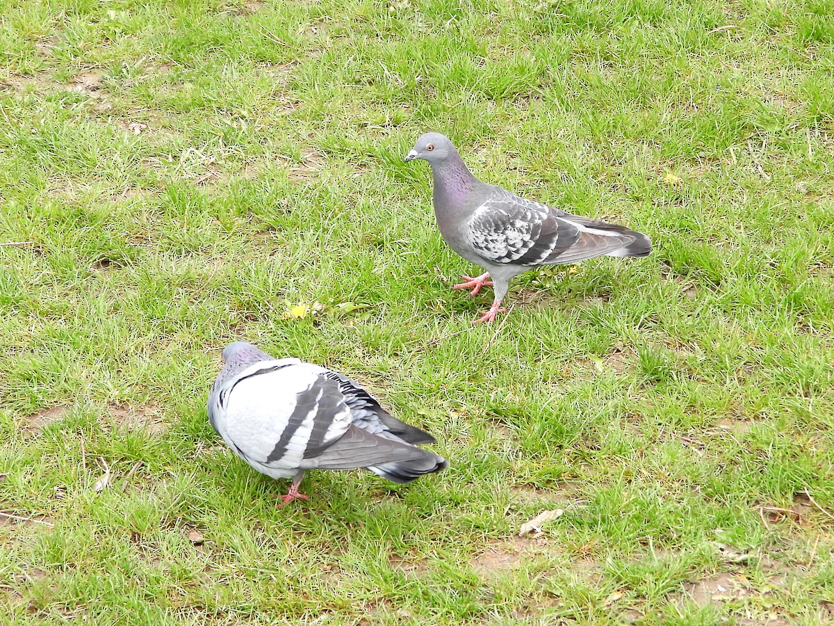 Rock Pigeon (Feral Pigeon) - ML567647091