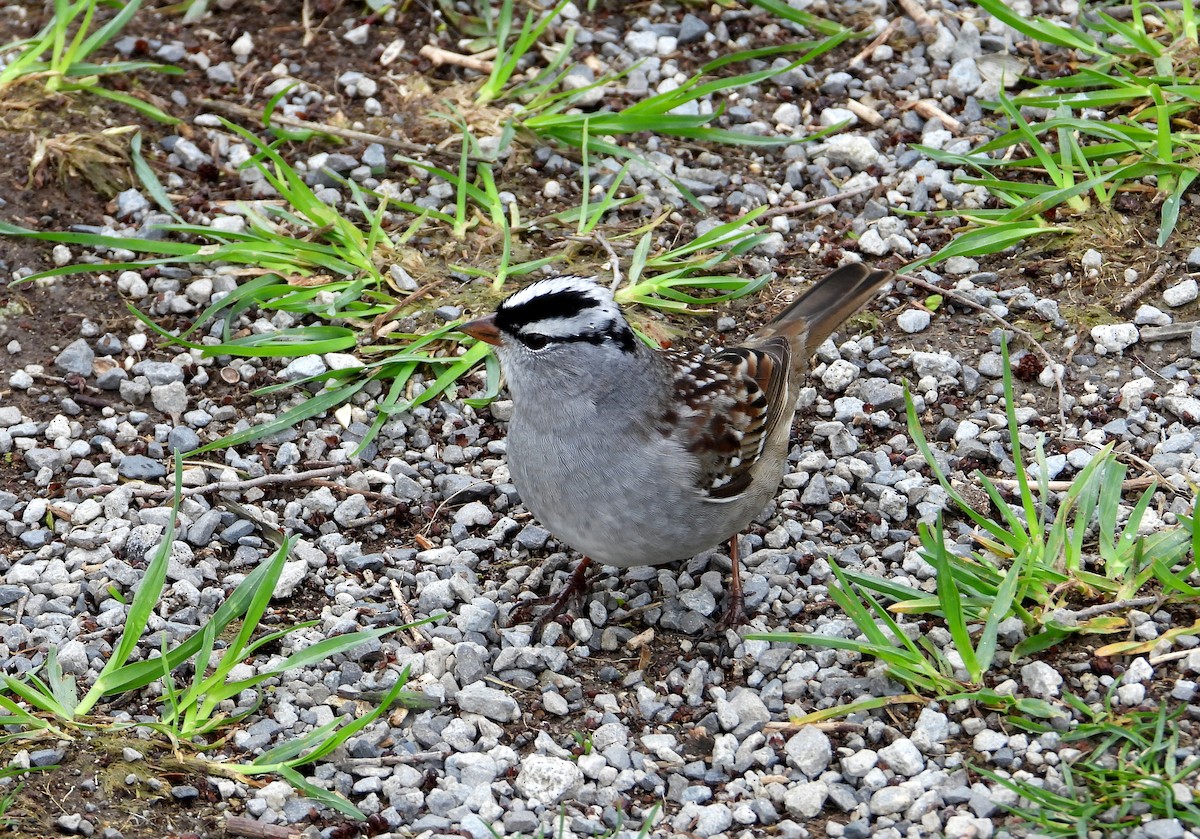 White-crowned Sparrow - ML567647361