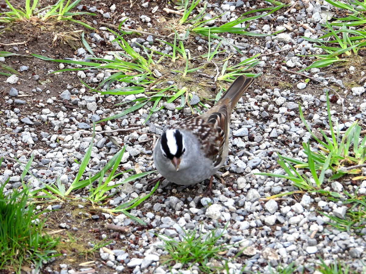 White-crowned Sparrow - ML567647371
