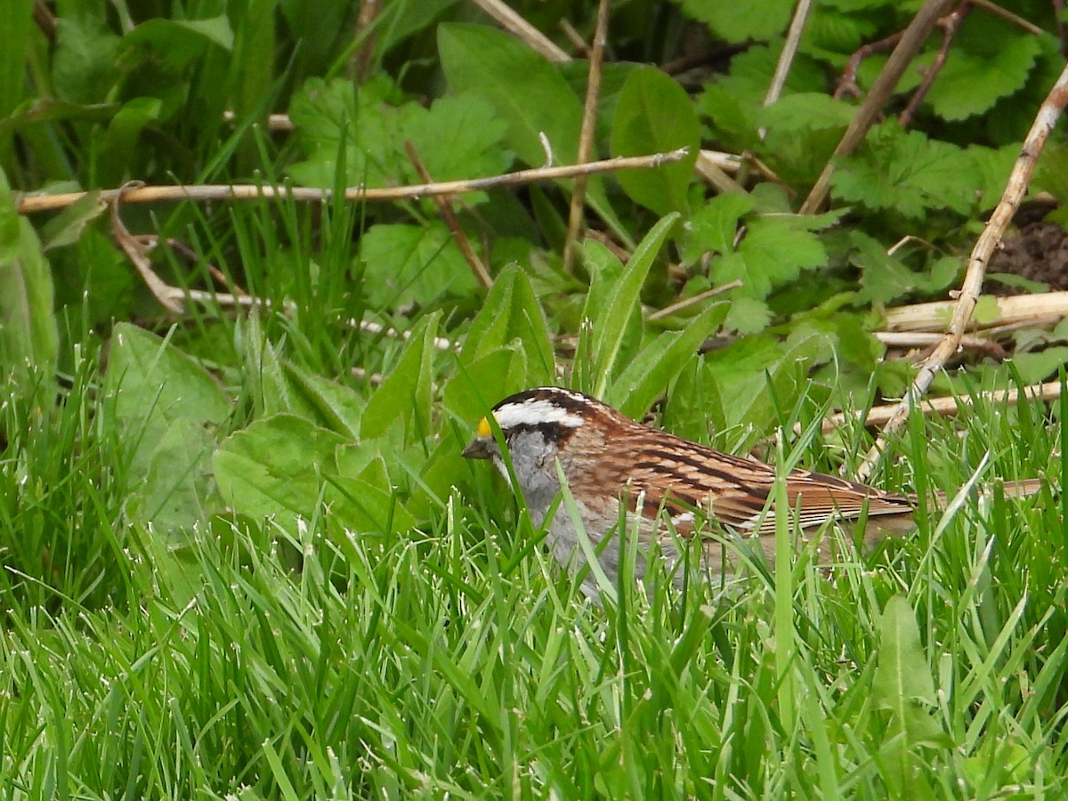 White-throated Sparrow - George Koppel