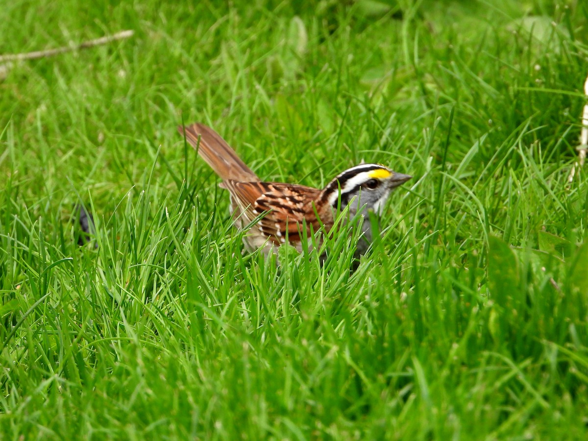 White-throated Sparrow - ML567647671