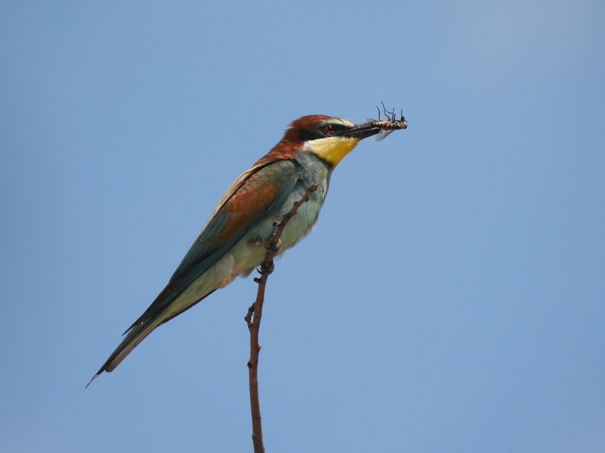 European Bee-eater - ML567655641
