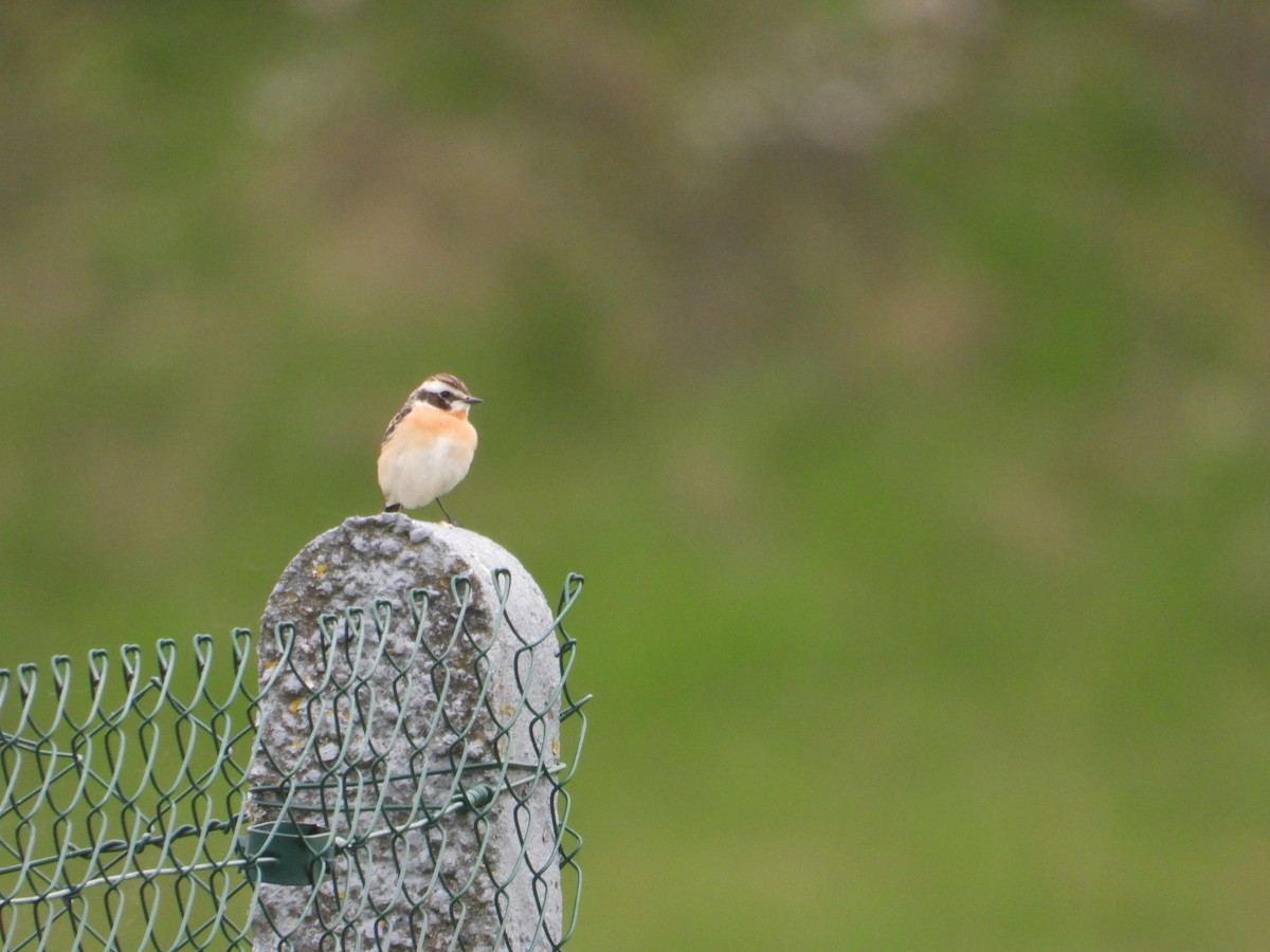 Whinchat - ML567655981