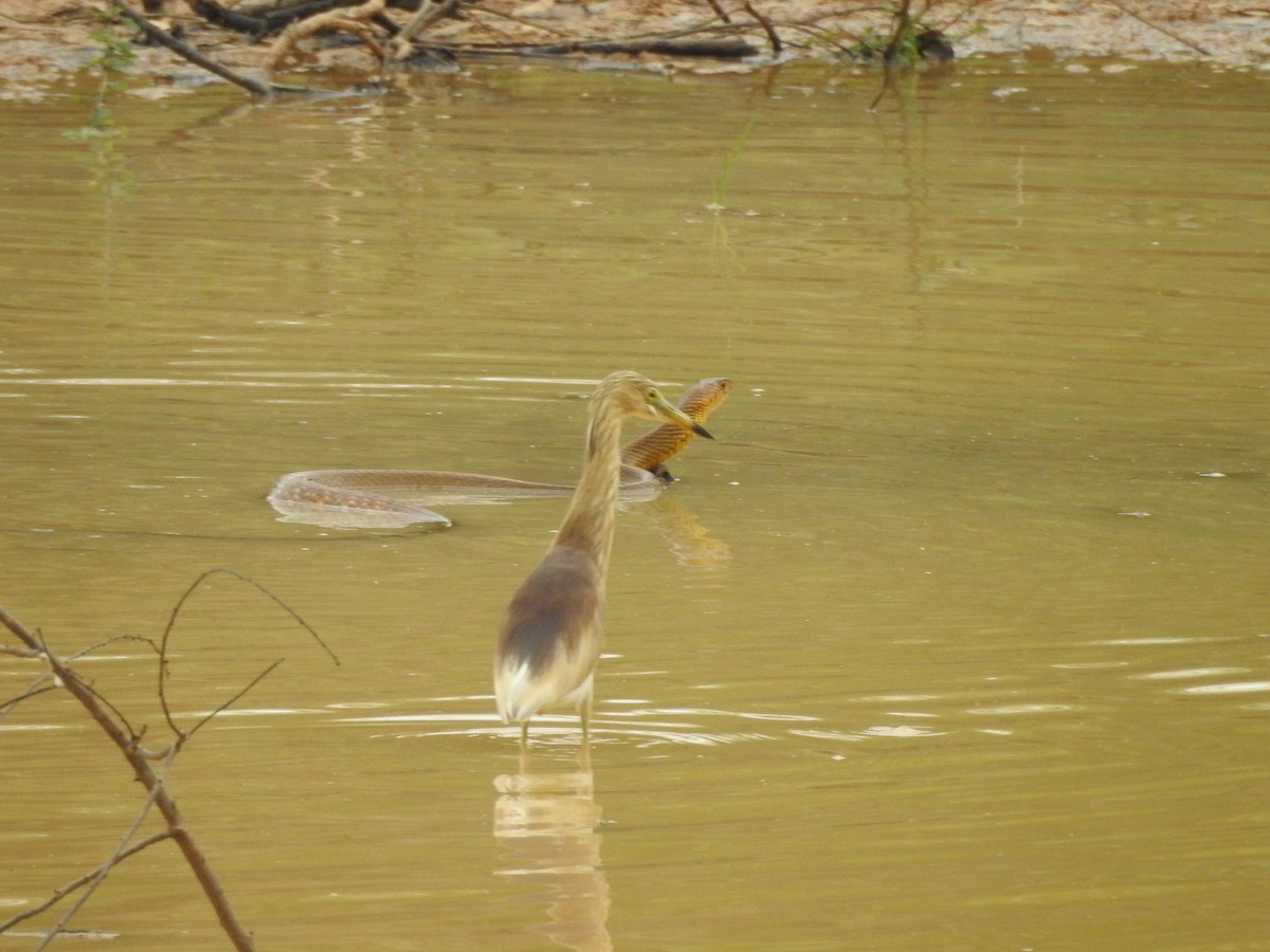 Indian Pond-Heron - ML567664151