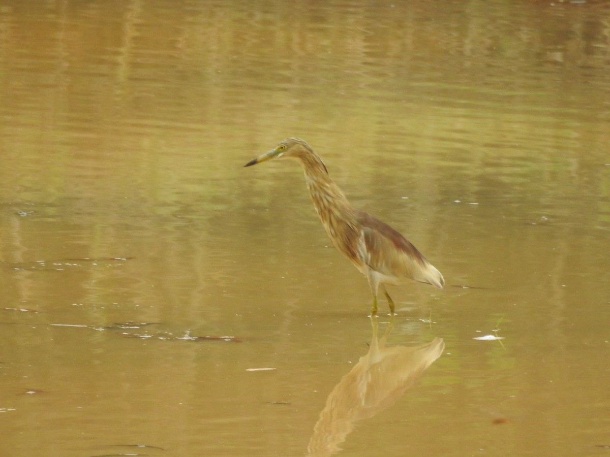 Indian Pond-Heron - ML567664181