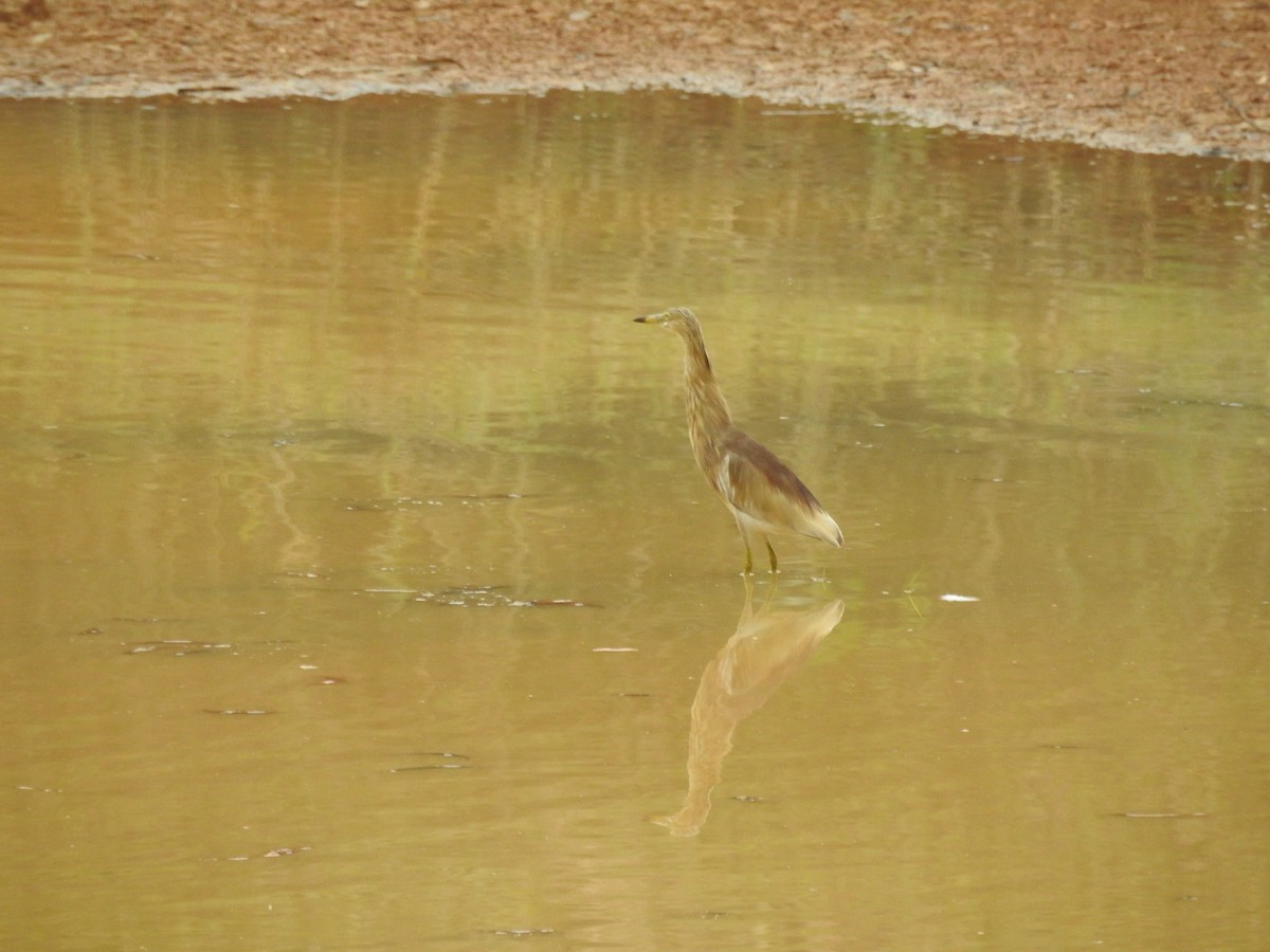 Indian Pond-Heron - ML567664191