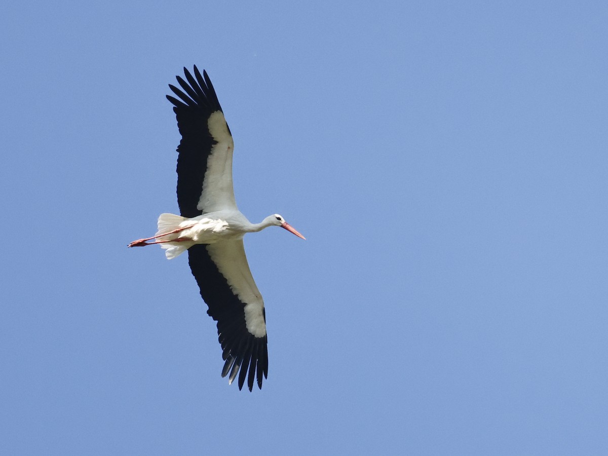 White Stork - ML567667821