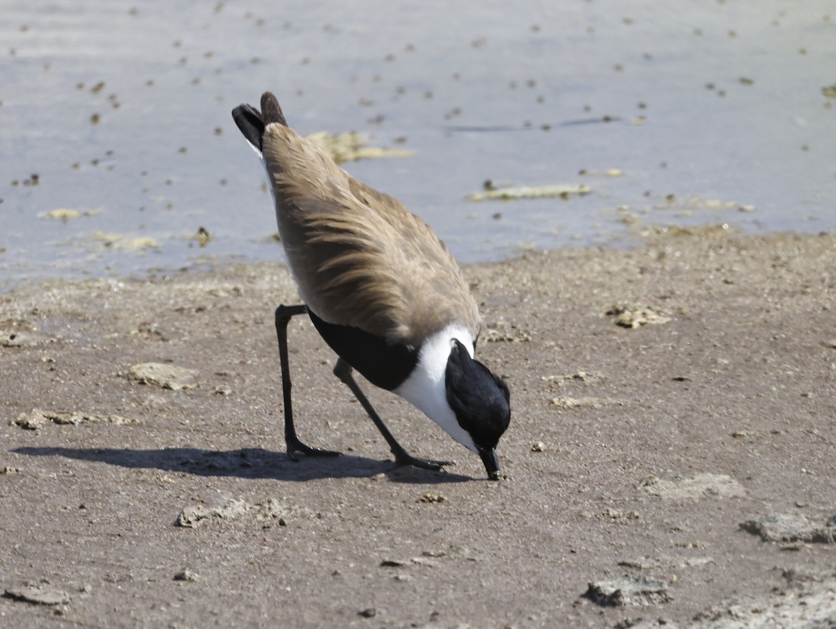 Spur-winged Lapwing - ML567668881