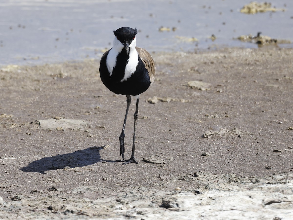Spur-winged Lapwing - ML567668891