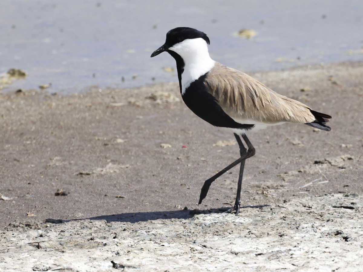 Spur-winged Lapwing - ML567668901