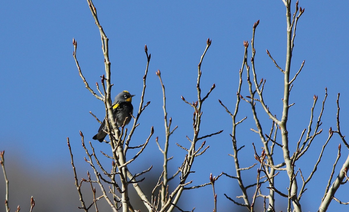 Yellow-rumped Warbler (Audubon's) - Eric Hynes