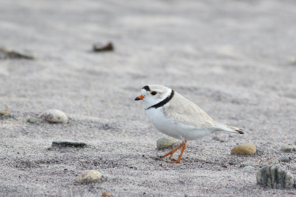 Piping Plover - ML567672581