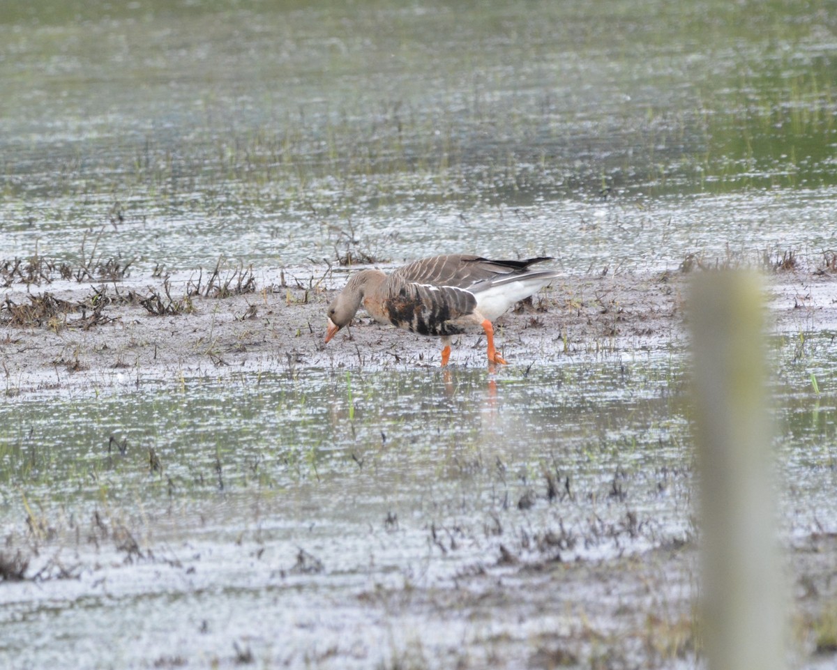 Greater White-fronted Goose - ML56767271