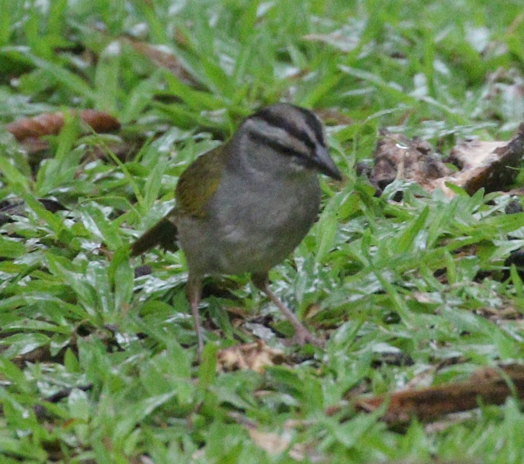 Pennsylvania EBird Checklist 14 Apr 2023 Esquinas Rainforest Lodge