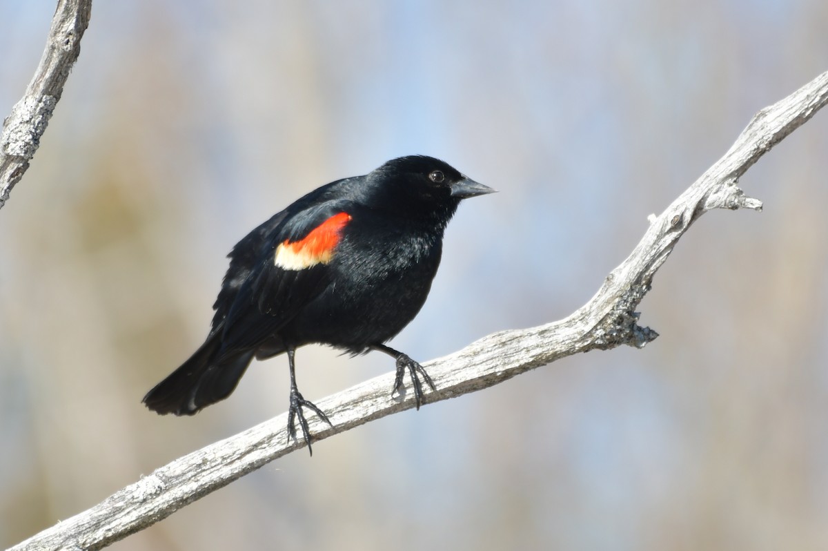 Red-winged Blackbird - ML567677071