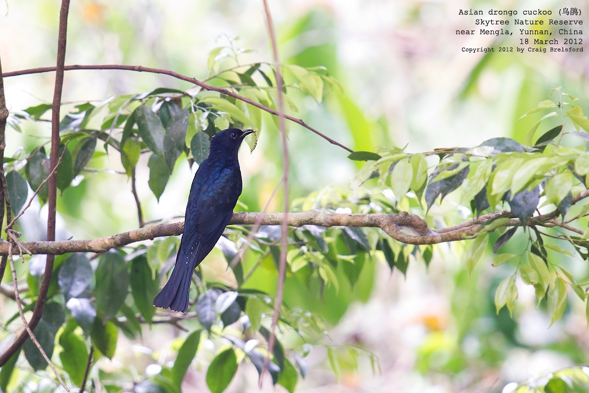 Square-tailed Drongo-Cuckoo - ML56767721