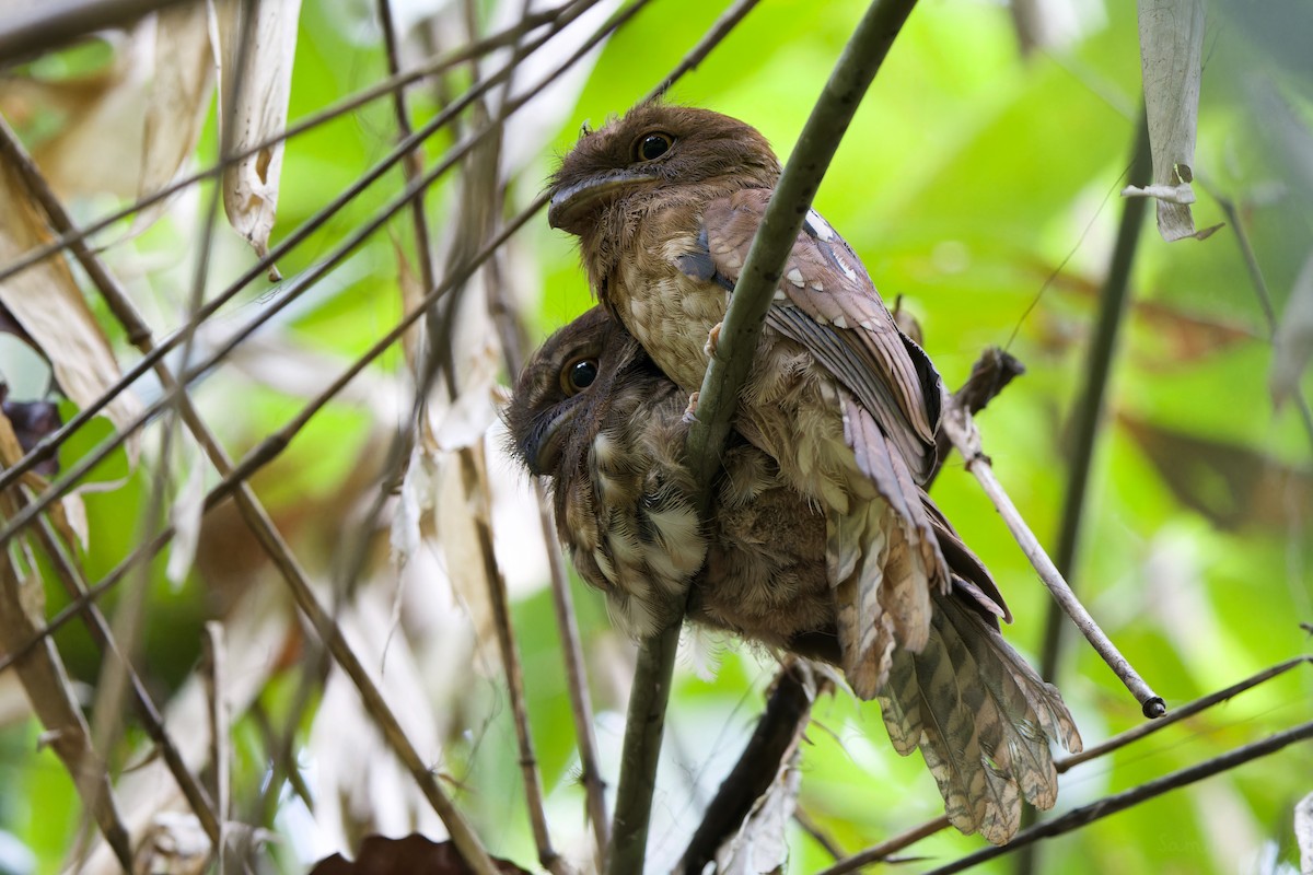 Gould's Frogmouth - ML567678031