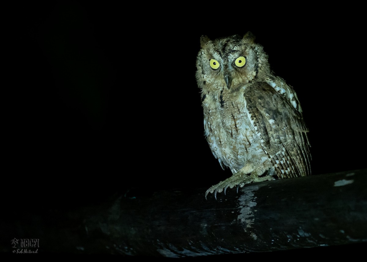 Mantanani Scops-Owl - Bob Natural