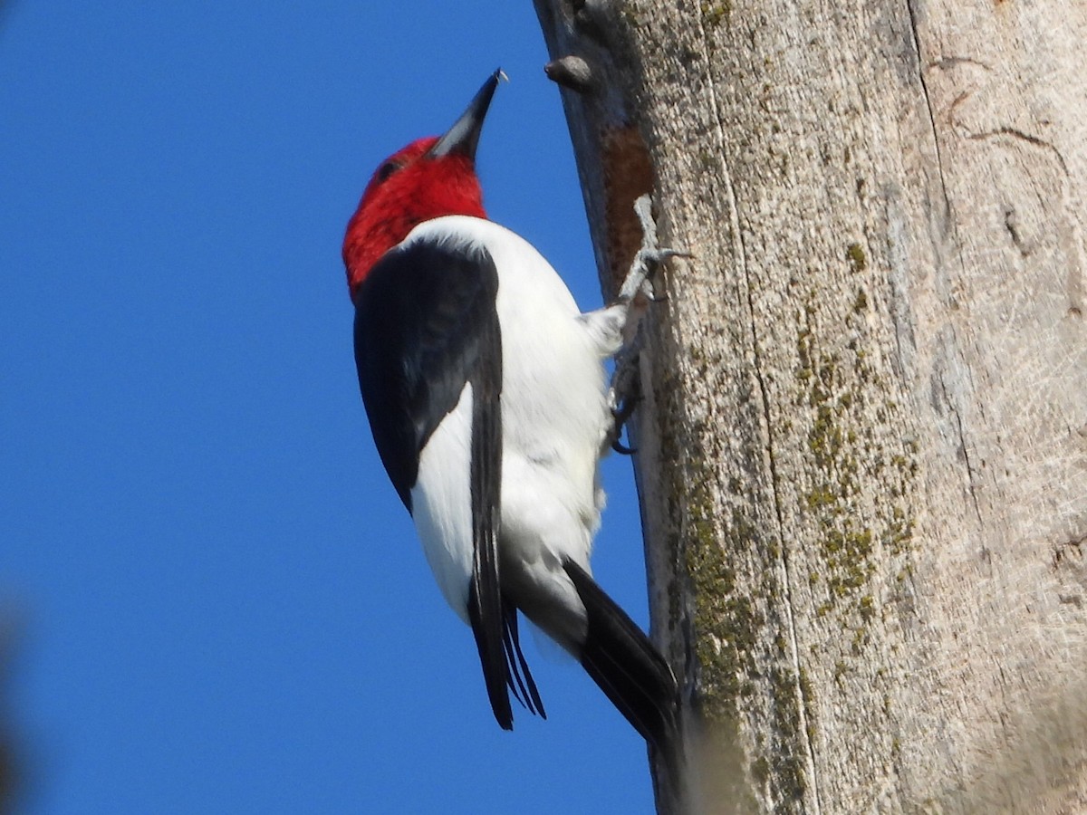 Red-headed Woodpecker - ML567683341