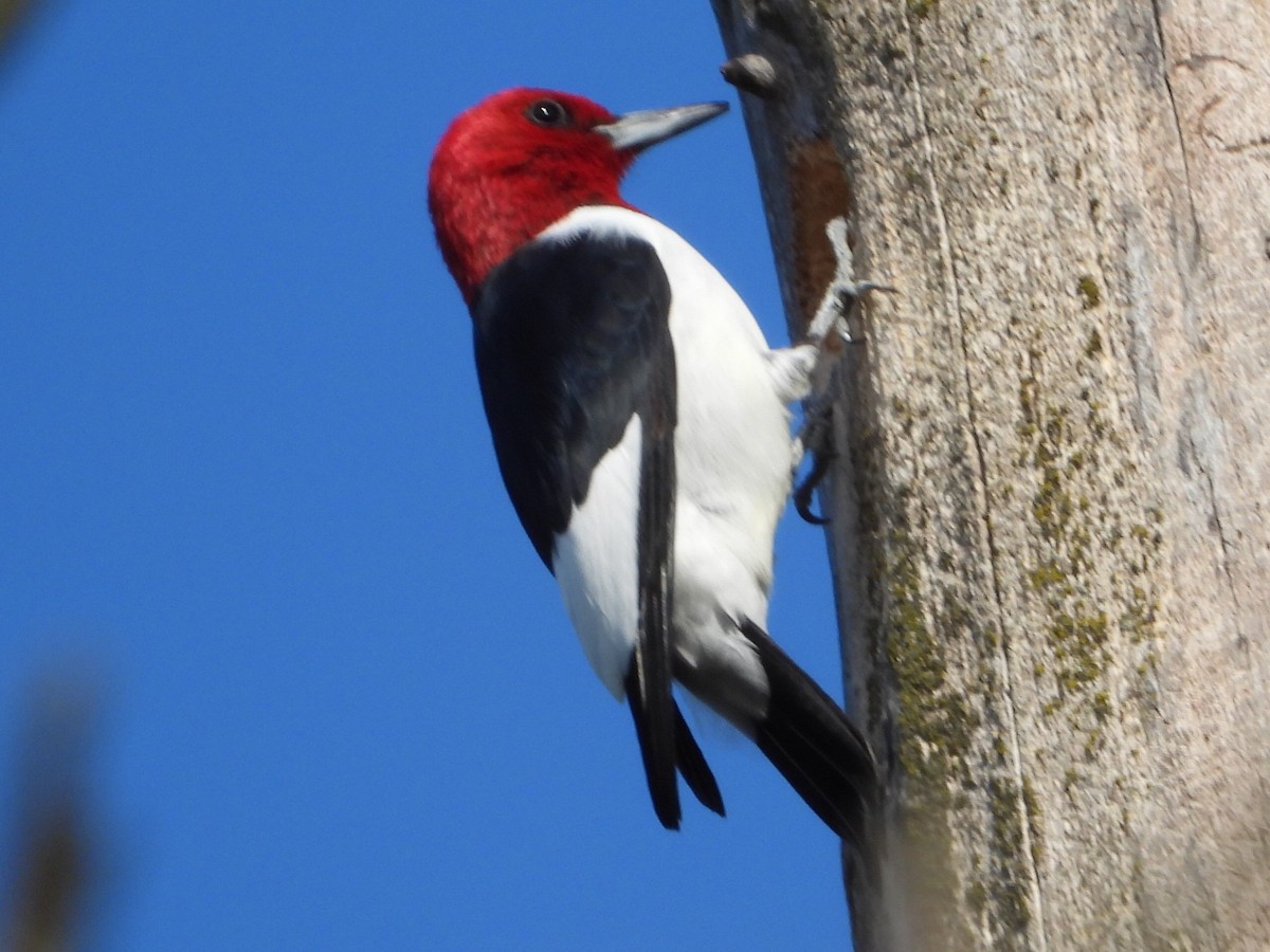 Red-headed Woodpecker - ML567683351
