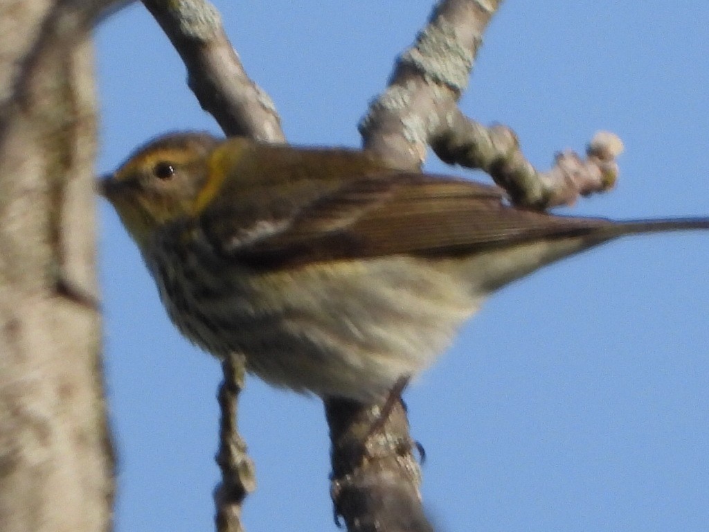 Cape May Warbler - ML567683581