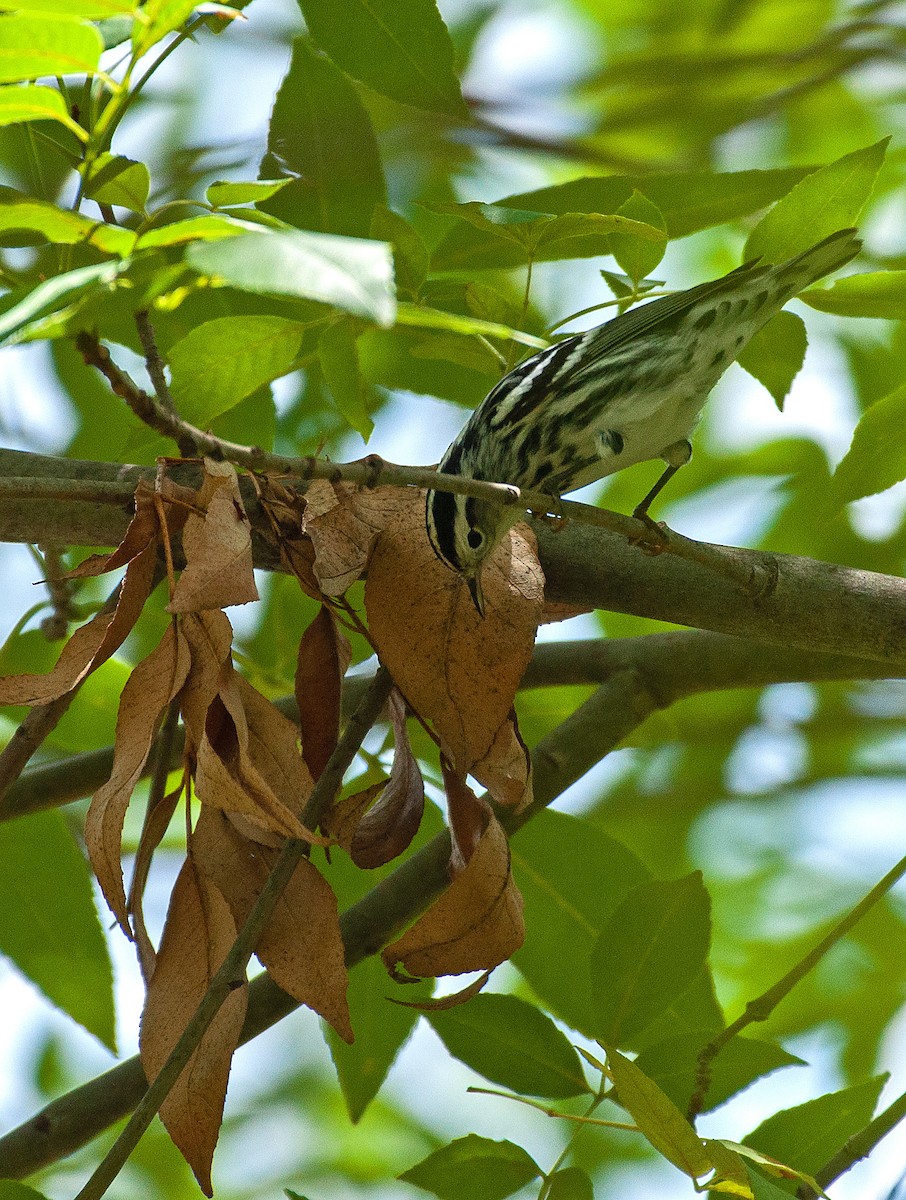 Black-and-white Warbler - ML567683831