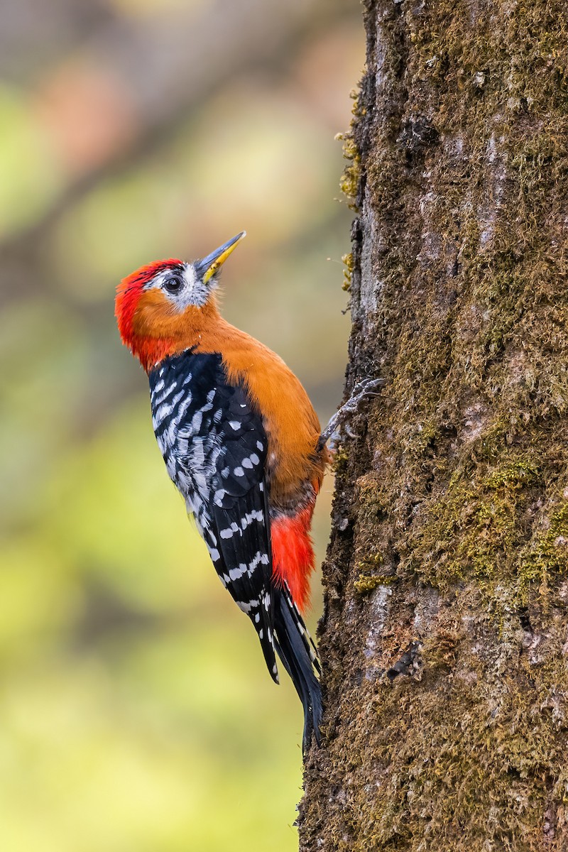 Rufous-bellied Woodpecker - ML567687331