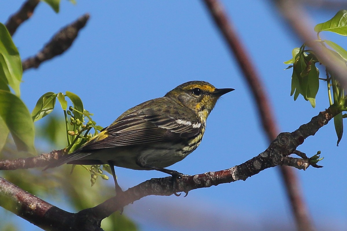 Cape May Warbler - ML567692201