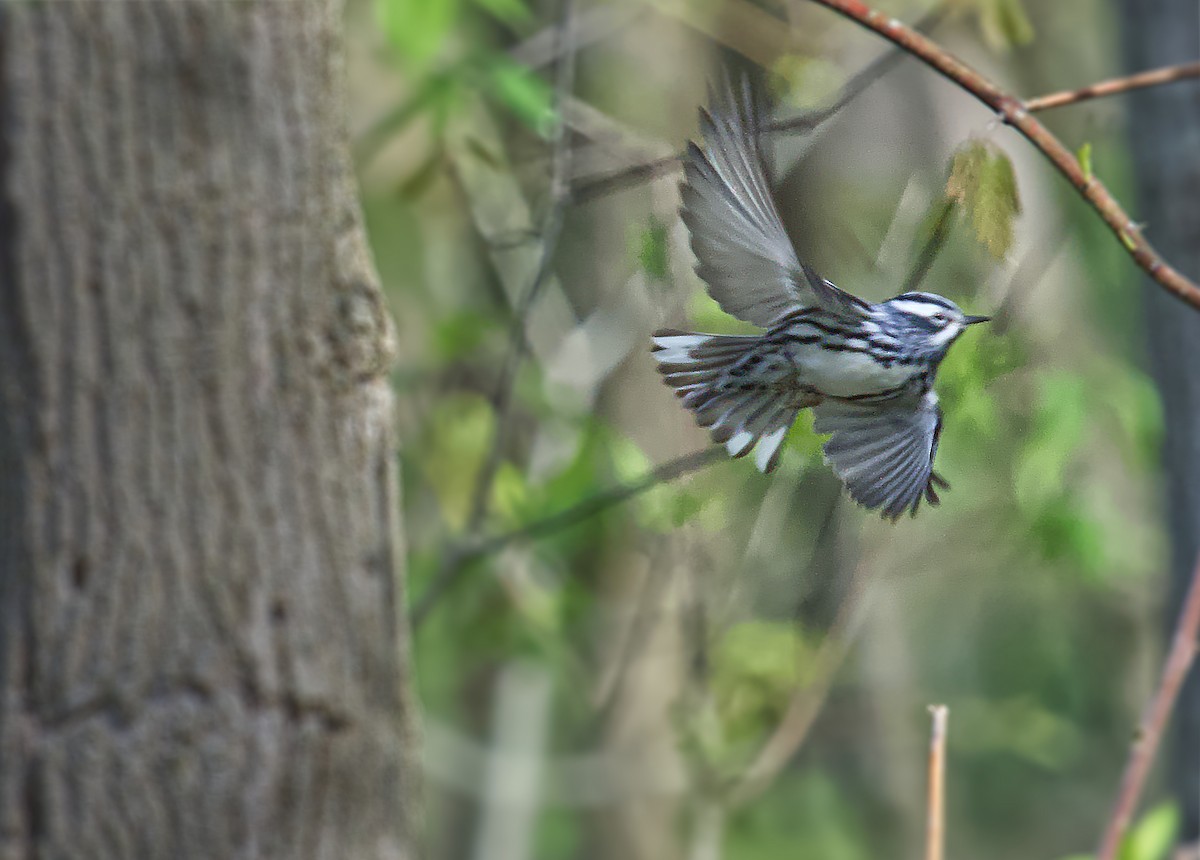 Black-and-white Warbler - One Dude Not Rude