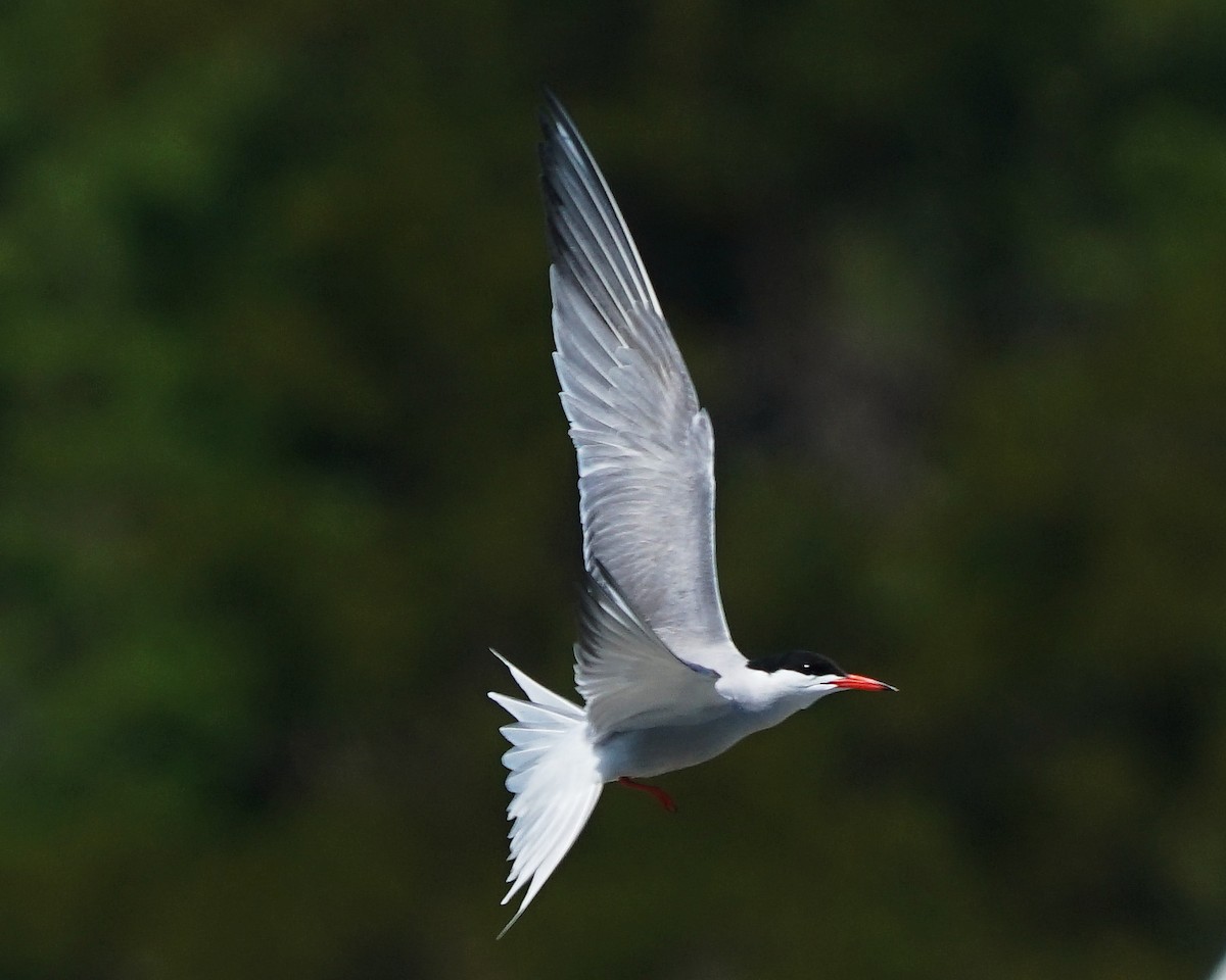 Common Tern - Erich Hetzel