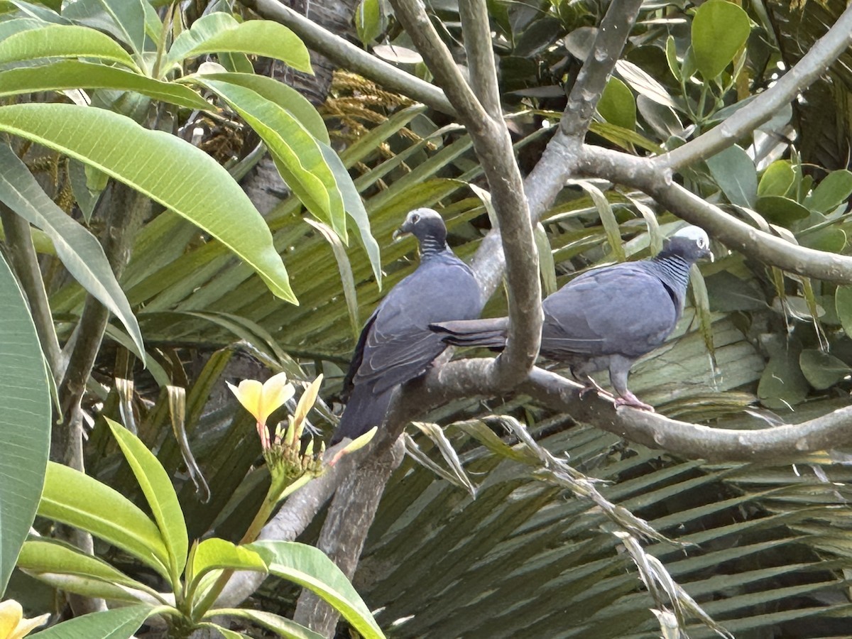 White-crowned Pigeon - ML567702061