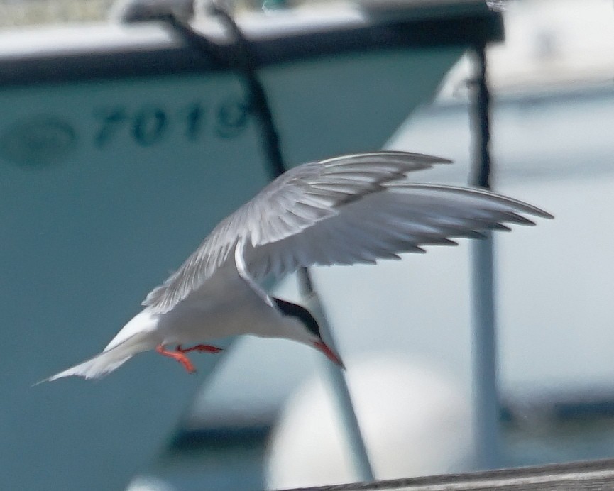 Common Tern - ML567703441