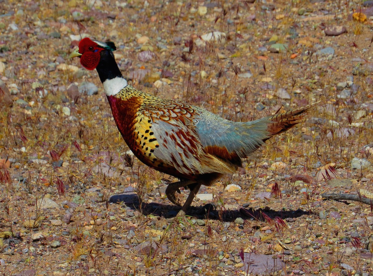 Ring-necked Pheasant - Lauri Taylor