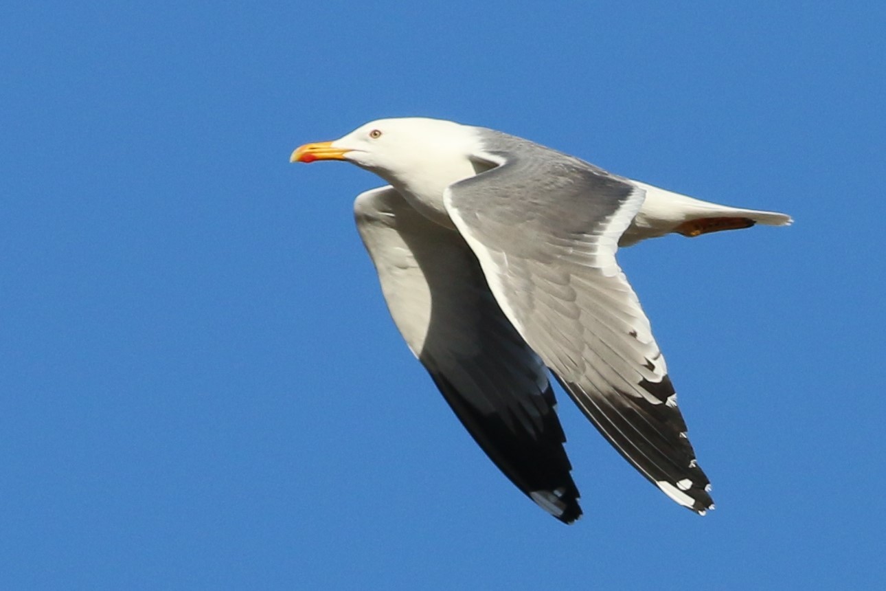 ニシセグロカモメ（亜種 カザフセグロカモメ） - eBird