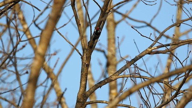 Lesser Spotted Woodpecker - ML567705041