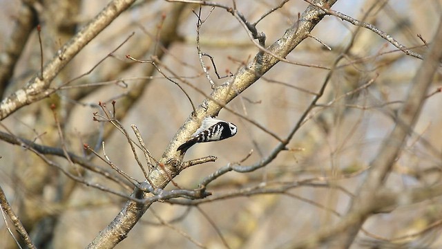 Lesser Spotted Woodpecker - ML567705241