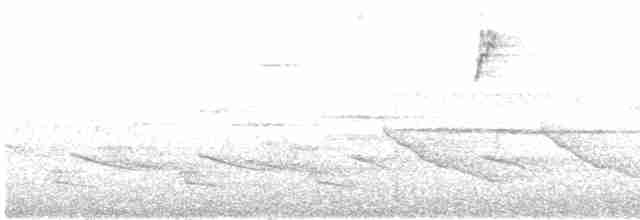 Dachsammer (leucophrys) - ML567705581