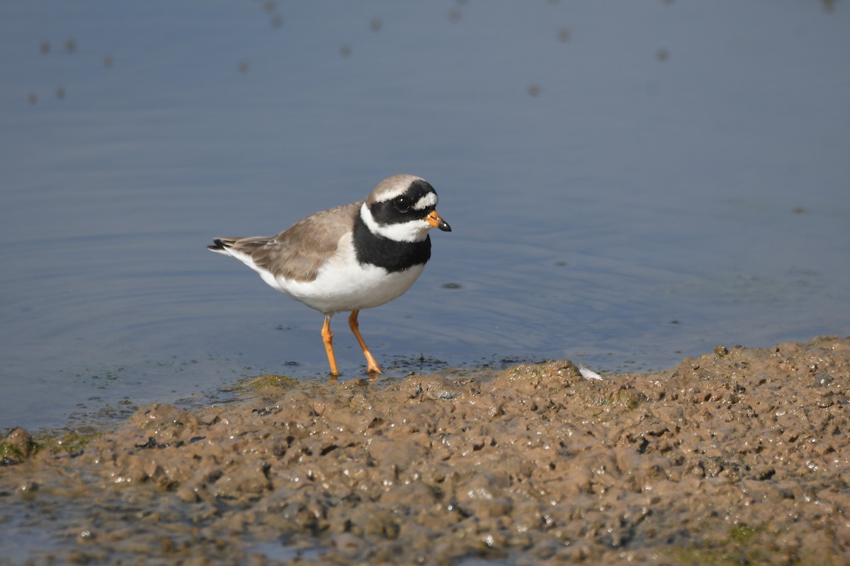 Common Ringed Plover - ML567709431