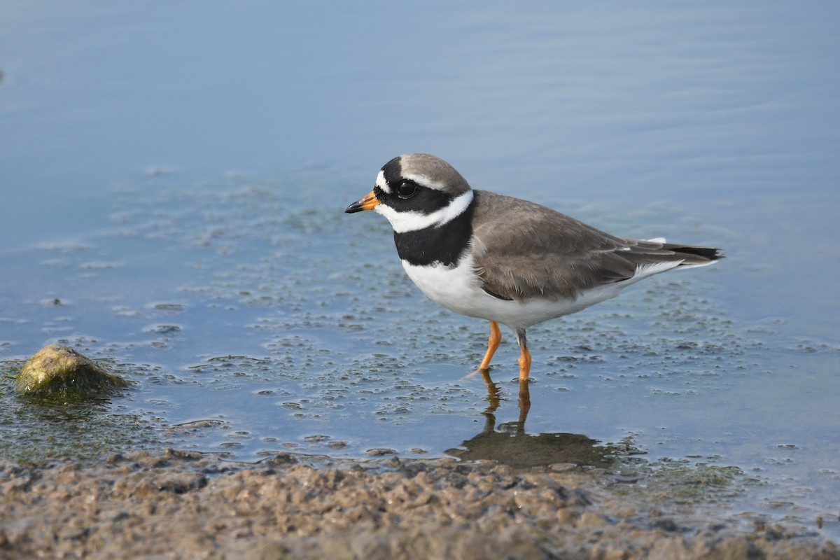 Common Ringed Plover - ML567709441